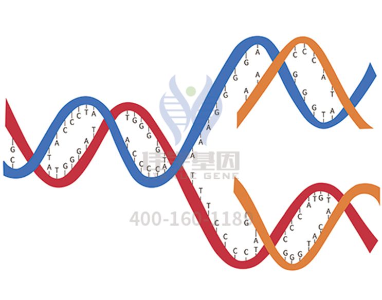 【佳學(xué)基因檢測(cè)】<font color='red'><font color='red'>乳清</font>酸</font>尿癥基因解碼、基因檢測(cè)的報(bào)告有人解讀嗎？