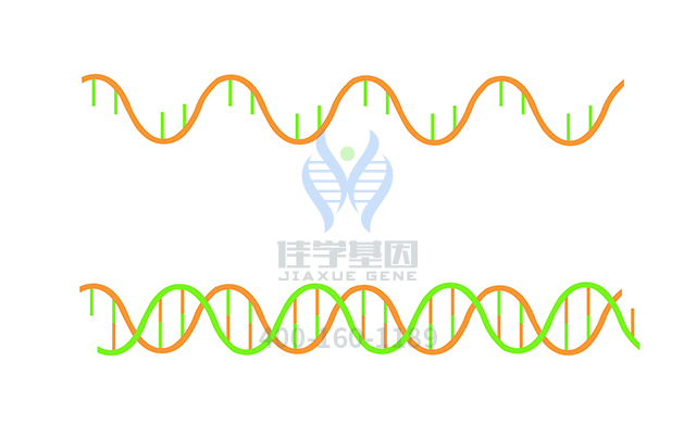 【佳學(xué)基因檢測】需要多長時間可以拿Renpenning綜合征基因解碼、<a href=http://deyicom.cn/tk/jiema/cexujishu/2021/31933.html>基因檢測</a>報告？