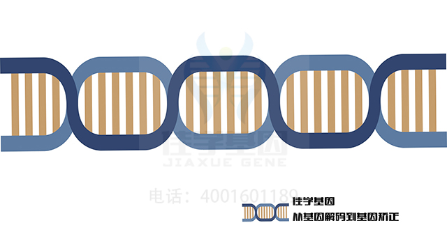 【佳學(xué)基因檢測(cè)】特發(fā)性全身性癲癇易感性12型基因解碼、<a href=http://deyicom.cn/tk/jiema/cexujishu/2021/31933.html>基因檢測(cè)</a>報(bào)告看得懂嗎？