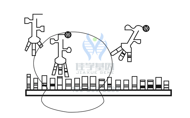 【佳學(xué)基因檢測】做耳聾常染色體顯性71型基因解碼、<a href=http://deyicom.cn/tk/jiema/cexujishu/2021/31933.html>基因檢測</a>方便嗎？