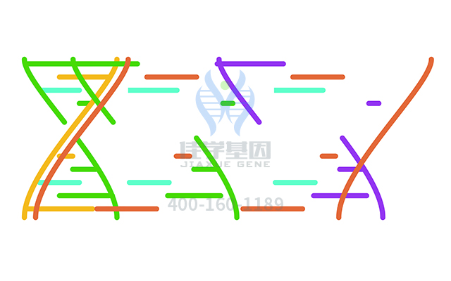 【佳學(xué)基因檢測】脊索瘤基因解碼、<a href=http://deyicom.cn/tk/jiema/cexujishu/2021/31933.html>基因檢測</a>有什么用？