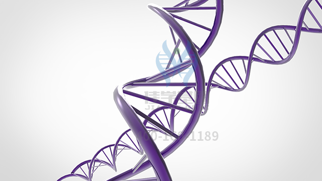 【佳學(xué)基因檢測】怎么做伴線粒體DNA缺失常染色體隱性2型漸進(jìn)眼外肌麻痹基因解碼、<a href=http://deyicom.cn/tk/jiema/cexujishu/2021/31933.html>基因檢測</a>?