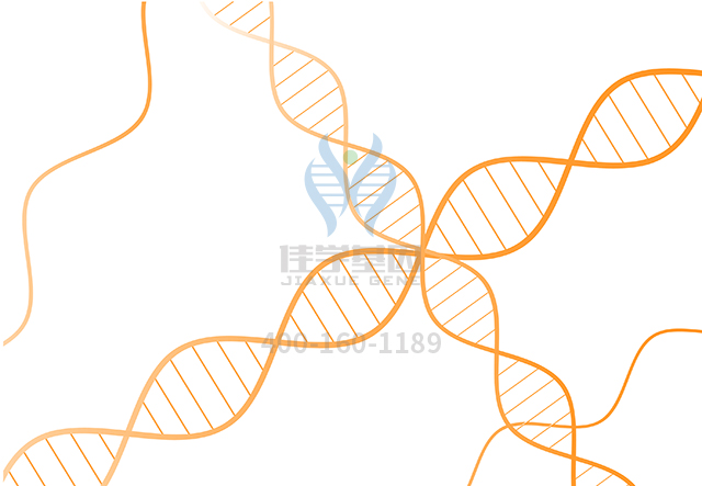 【佳學基因檢測】做BirkBa??rel智力障礙性畸形綜合征基因解碼、<a href=http://deyicom.cn/tk/jiema/cexujishu/2021/31933.html>基因檢測</a>采用什么樣品？