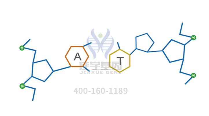 高精度突變檢測(cè)為什么包含EIF4G2基因？